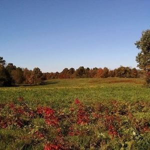 Meet your Posher, Verlis-regena